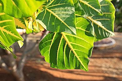 《第一后裔》抖动物理效果功能演示 将于5月上线